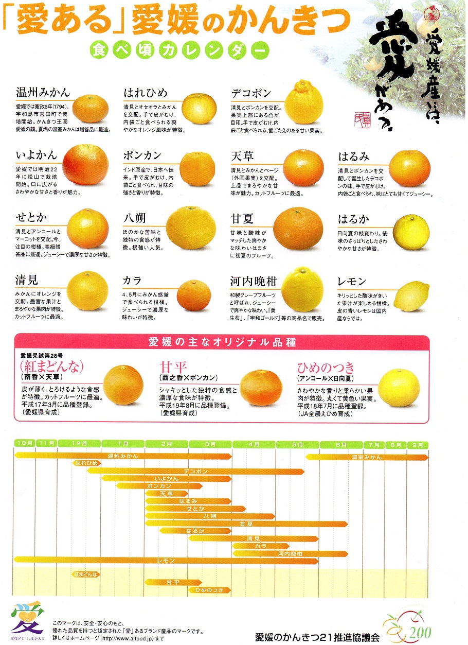 愛媛の柑橘　40